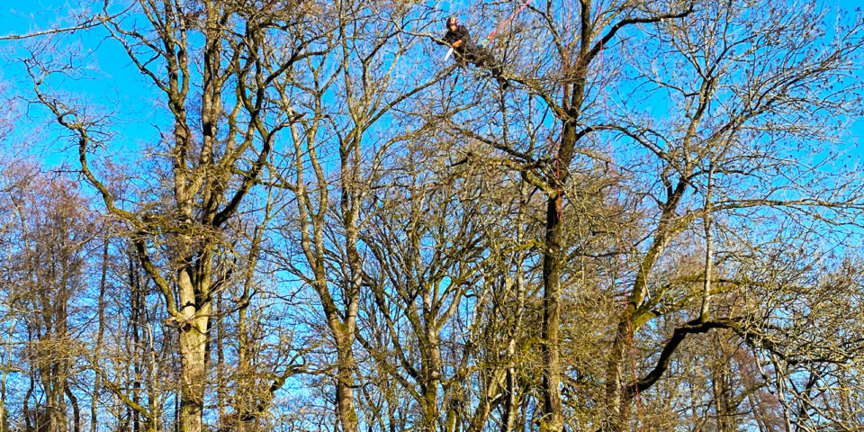Kroneneinkürzung Baumpflege Stock Nürnberg